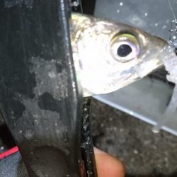 今夜はアジング！！