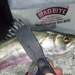 シーバス時々メバル＆・・・？！！