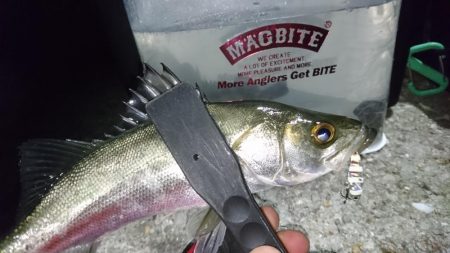 シーバス時々メバル＆・・・？！！