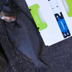 最近は調子が良すぎ