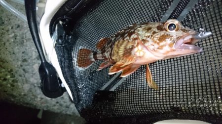 アジ＆メバル！！