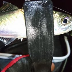 今夜もアジ