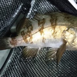 メバリング！！