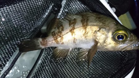 メバリング！！