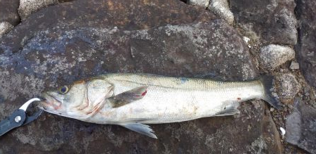 シーバス欲しくて…