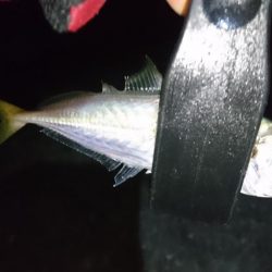 今夜もアジ！！