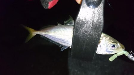 今夜もアジ！！