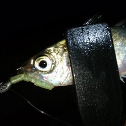 今夜もアジ！！