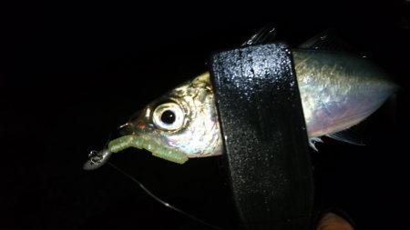 今夜もアジ！！