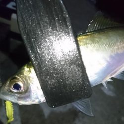 淡路でアジング！！