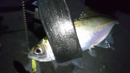 淡路でアジング！！