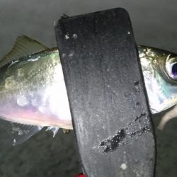 少しだけアジング！！