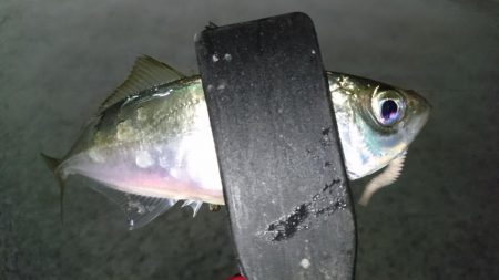 少しだけアジング！！