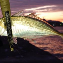 懲りずに良型アジングに!