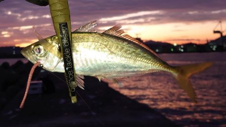 懲りずに良型アジングに！