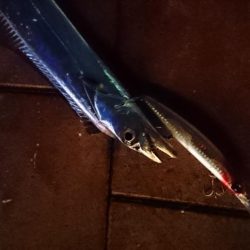 シーバス狙いのはずが