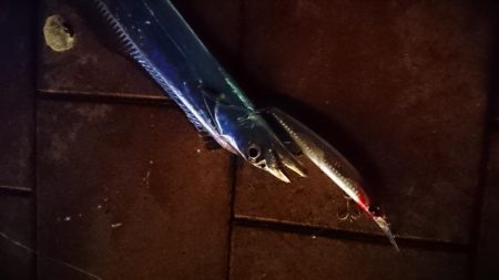 シーバス狙いのはずが