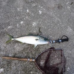 ショアジギング