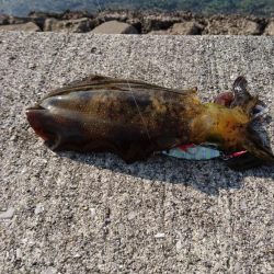 ショアジギング?