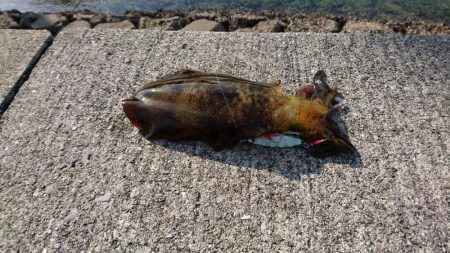 ショアジギング?