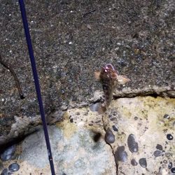 港内での根魚との戯れ