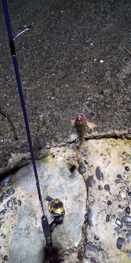 港内での根魚との戯れ