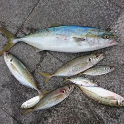 ハマチ、デカアジ、コアジ、など