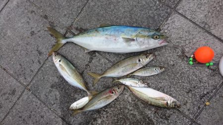 ハマチ、デカアジ、コアジ、など