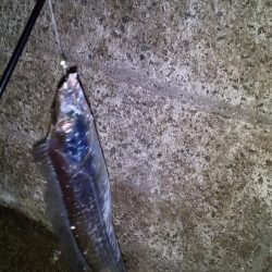 昇り竜で釣り納め