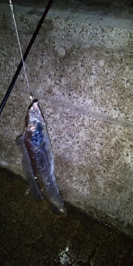 昇り竜で釣り納め