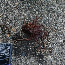 キスのちょい投げ釣り