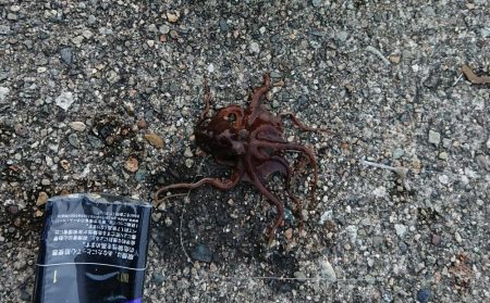 キスのちょい投げ釣り