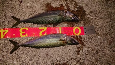 ボウズを覚悟したときに