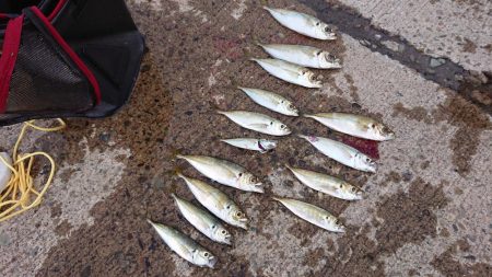 釣り納め（2回目）