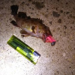 シーバスマイワシパターン