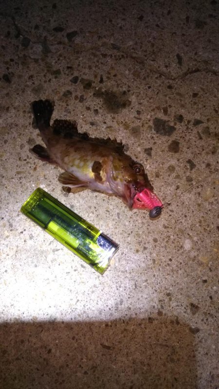 シーバスマイワシパターン