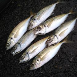 何か釣れるかな