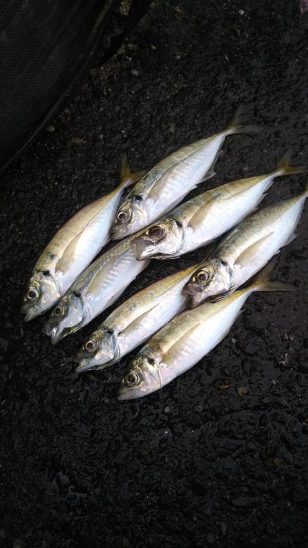 何か釣れるかな