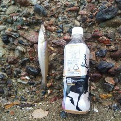 今日も寂しい釣果‼️