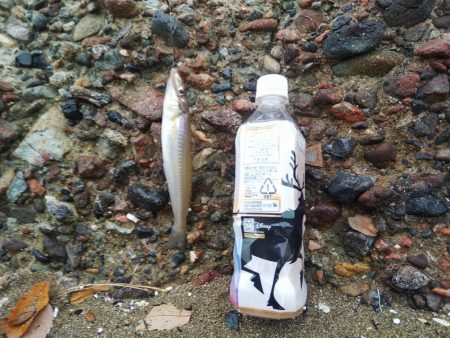 今日も寂しい釣果‼️