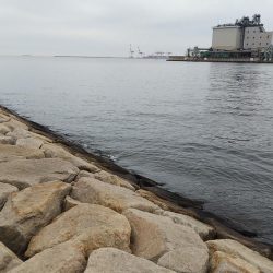 釣納めのサヨリちゃん