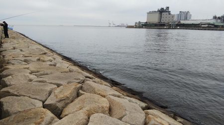 釣納めのサヨリちゃん