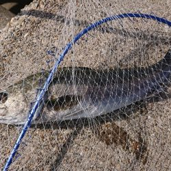 スズキ持ち帰りました