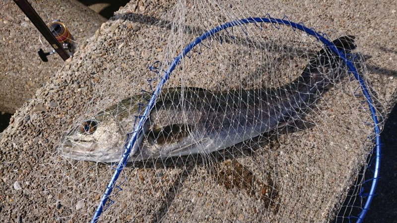 スズキ持ち帰りました