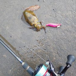 12月なのに超新子