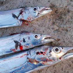 タチウオ終盤戦好調