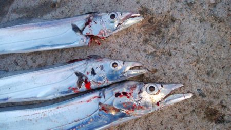 タチウオ終盤戦好調