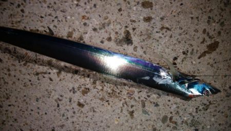 タチウオ釣り