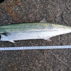 ジャスト60センチ