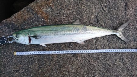 ジャスト60センチ